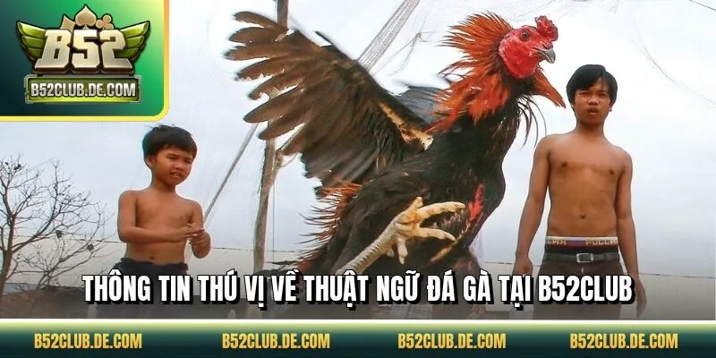 Thông tin thú vị về thuật ngữ đá gà tại B52CLUB