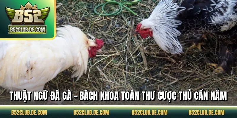 Thuật Ngữ Đá Gà - Bách Khoa Toàn Thư Cược Thủ Cần Nắm